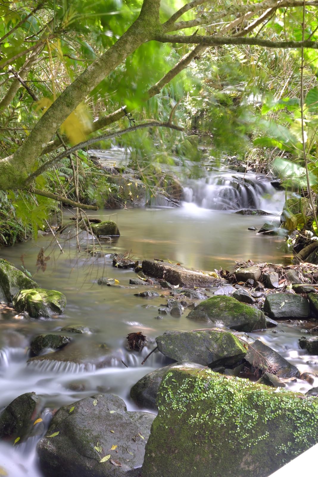 ゆりかご、TS-3、ウィチタ2種2株セット 楽天市場】【お買い物マラソン クーポン対象】yumiko iihoshi